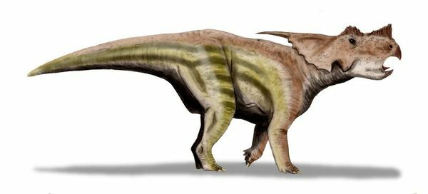 An artists reconstruction of Achelousaurus.  Creative Commons License